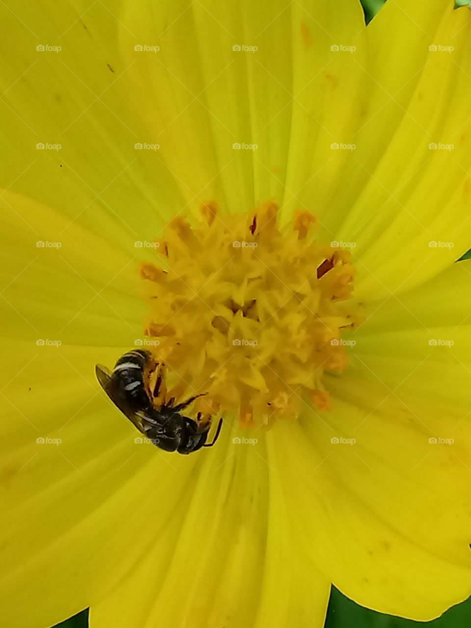 Honeybee With Flower