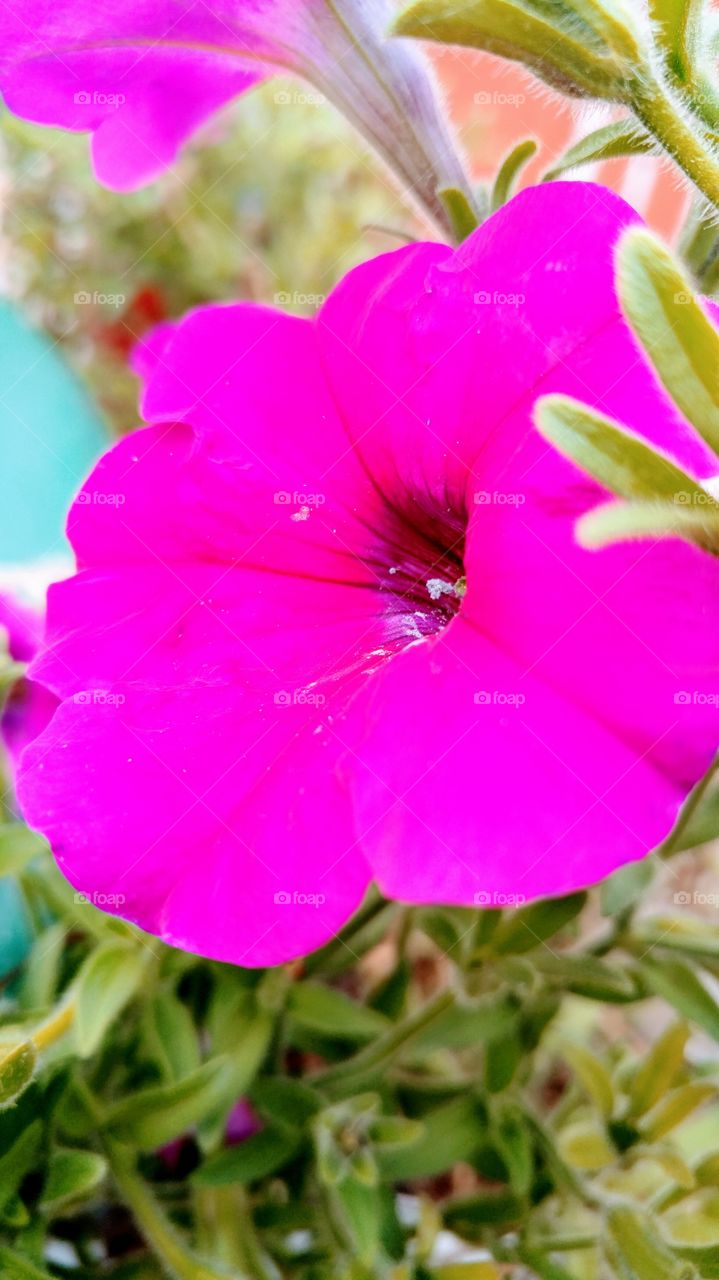 bright flower
