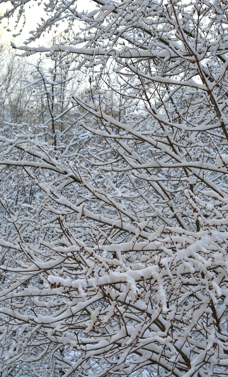 Frost, Winter, Tree, Desktop, Cold