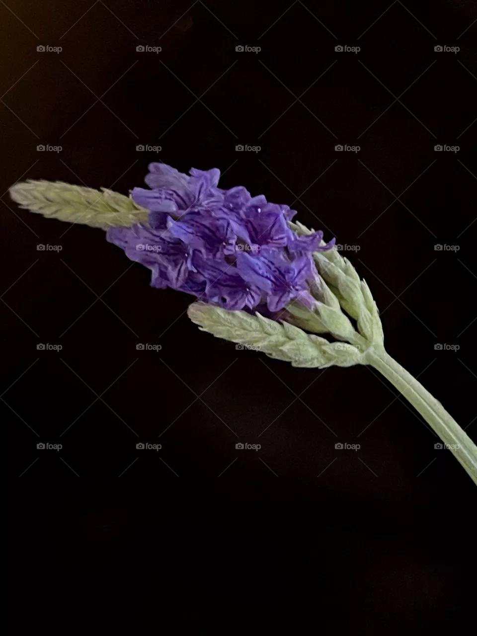 Lavender 