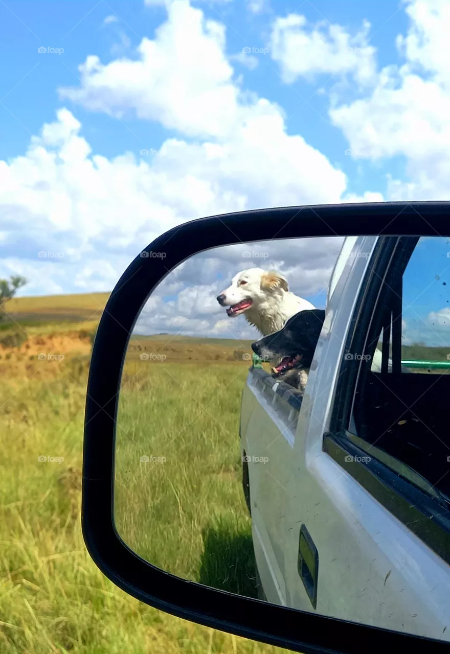 Dog life