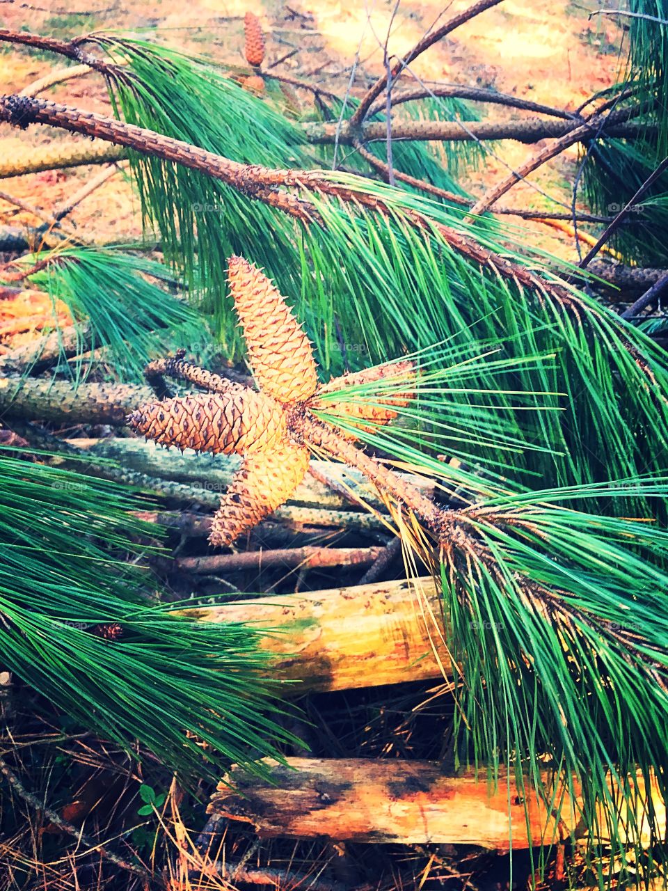 Pine cone star