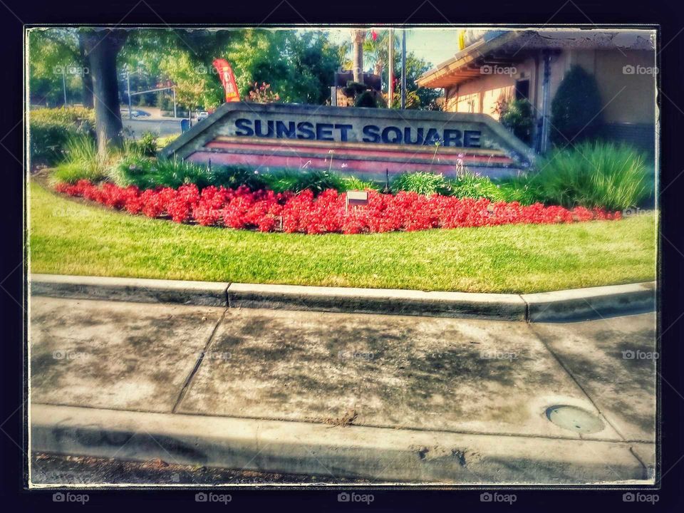 Nature, Flora, Garden, Summer, No Person