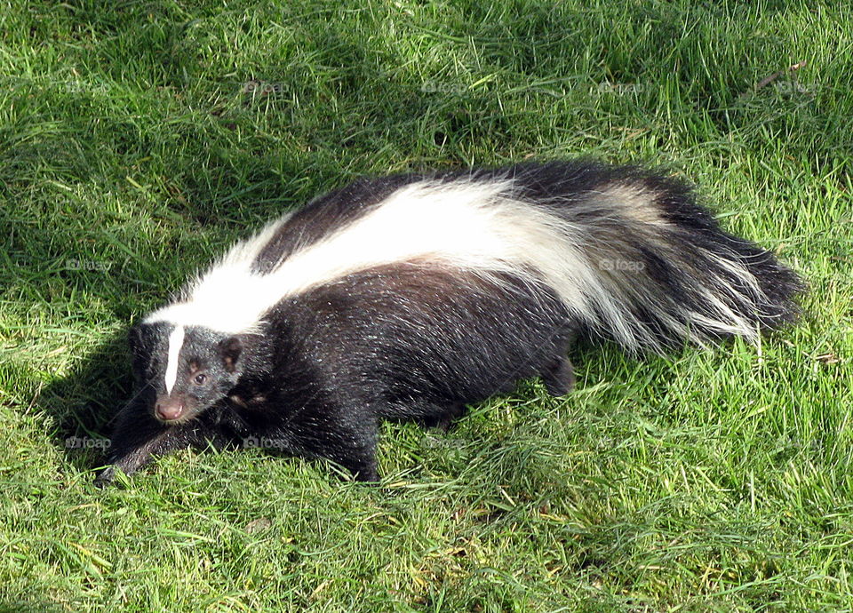 Black and white skunk seen in Vancouver 