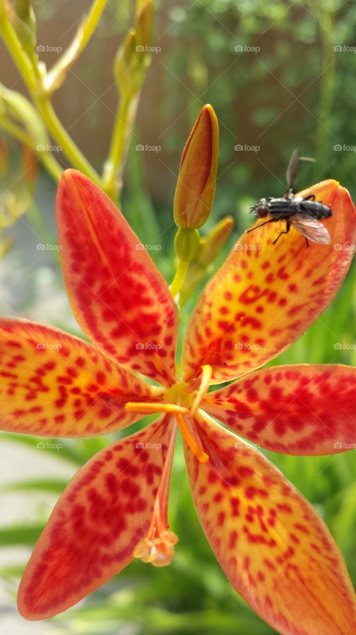 Fly on the orange  flower