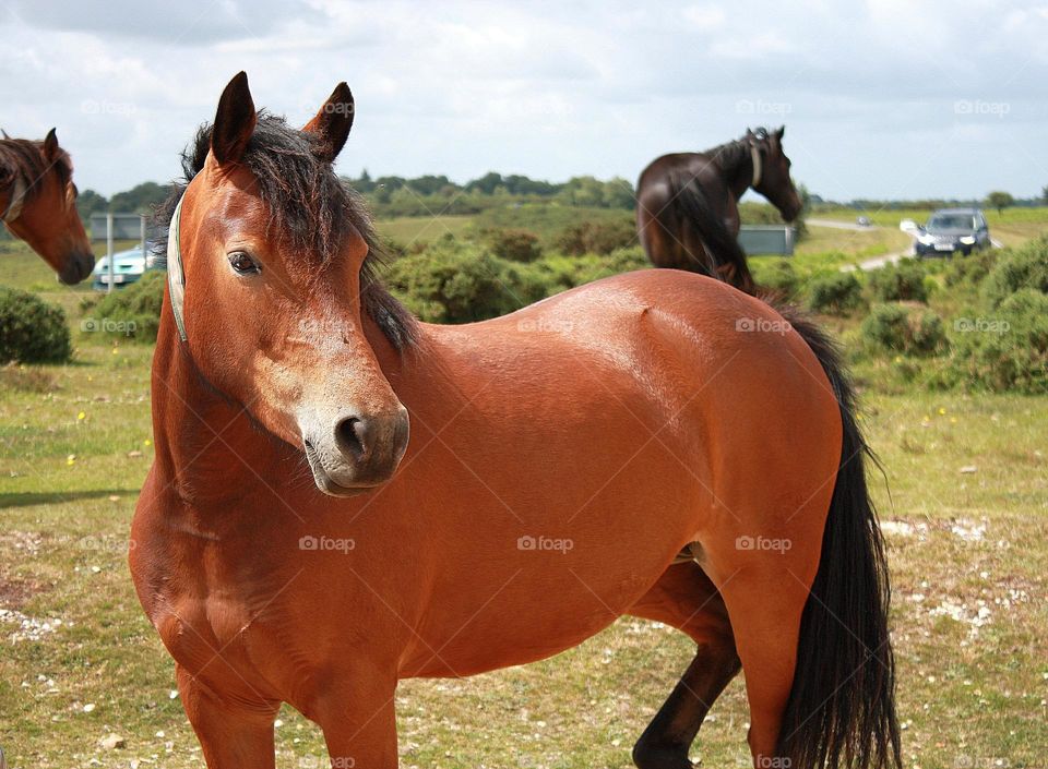 Brown horse