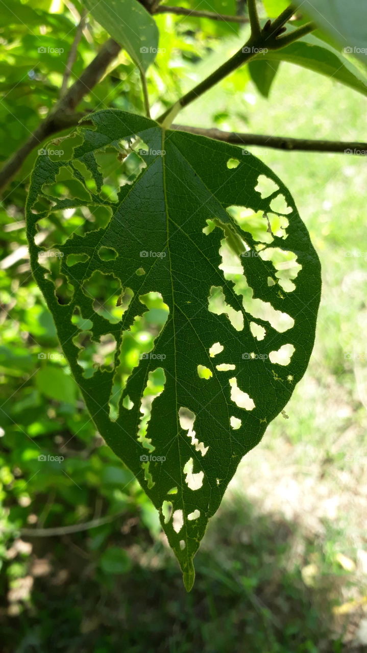 Green Caterpillars on leaf