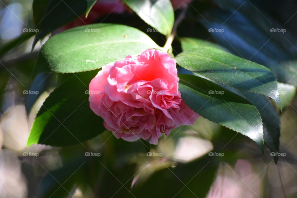 January Florida Blooms