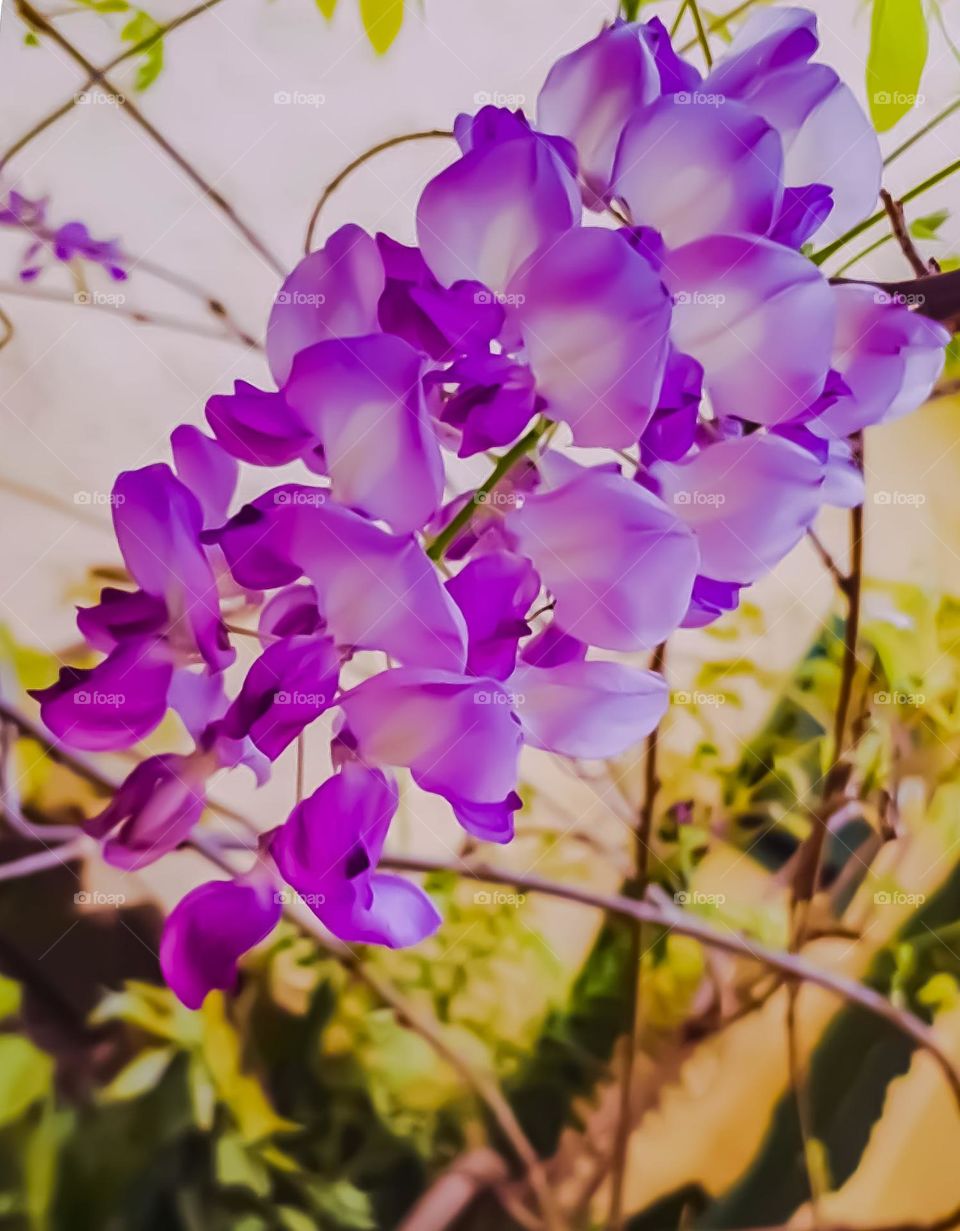 The Flowers of My Garden: Wisteria
As Flores do meu Jardim : Glicínias