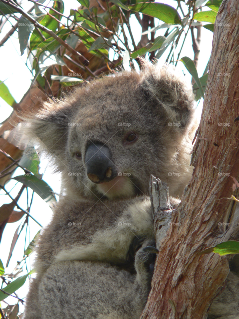 nature cute koala cuddly by auscro