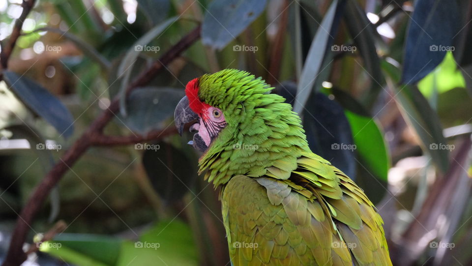 Green parrot