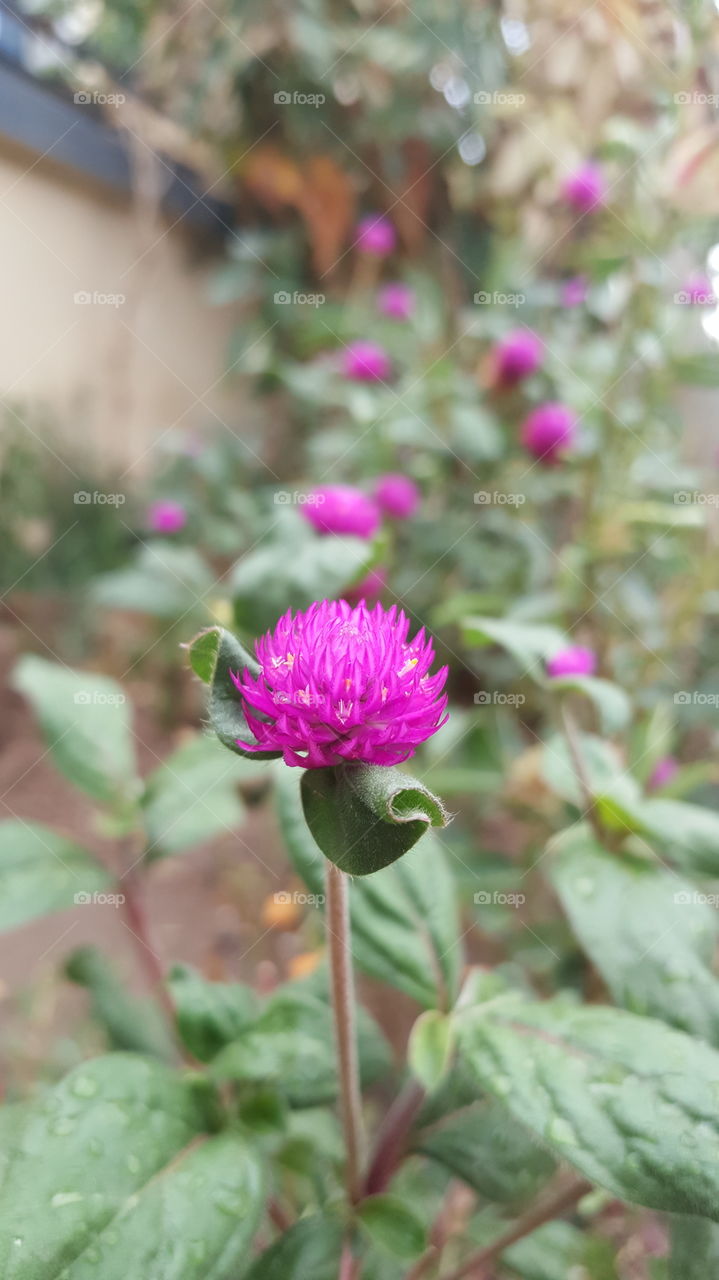 #flower #nature #pink #greenary #flora #floral #outdoor #garden #blooming