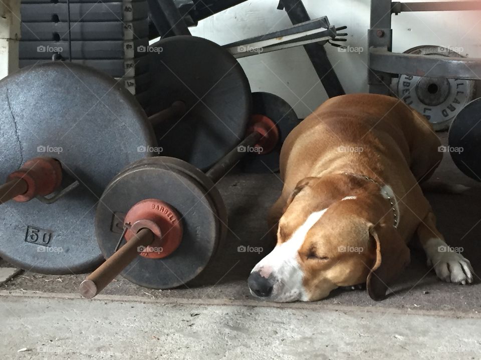 Hambone is too "dog tired" to workout!