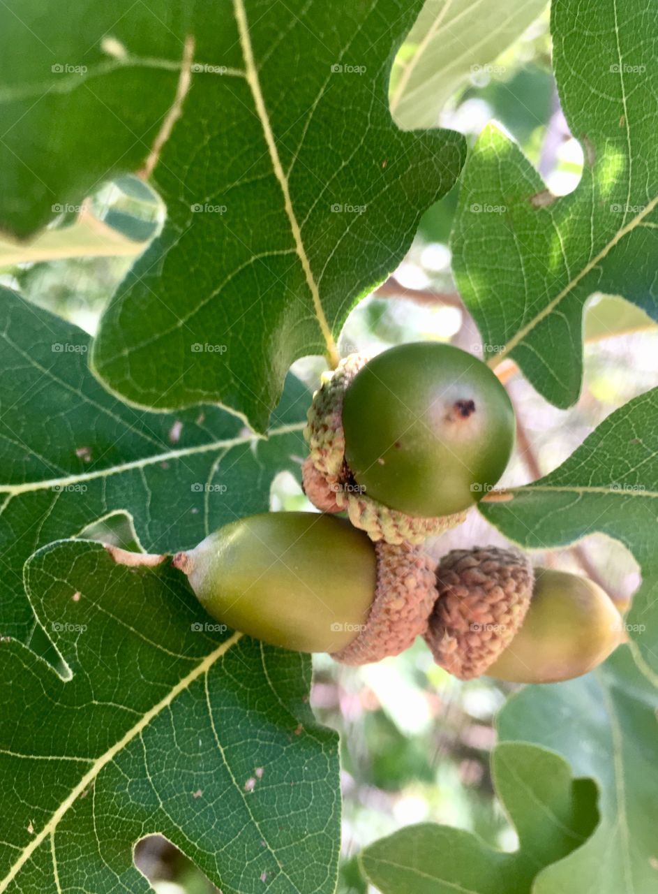 A trio of acorns are going from green to brown as they await discovery by local bears and squirrels.