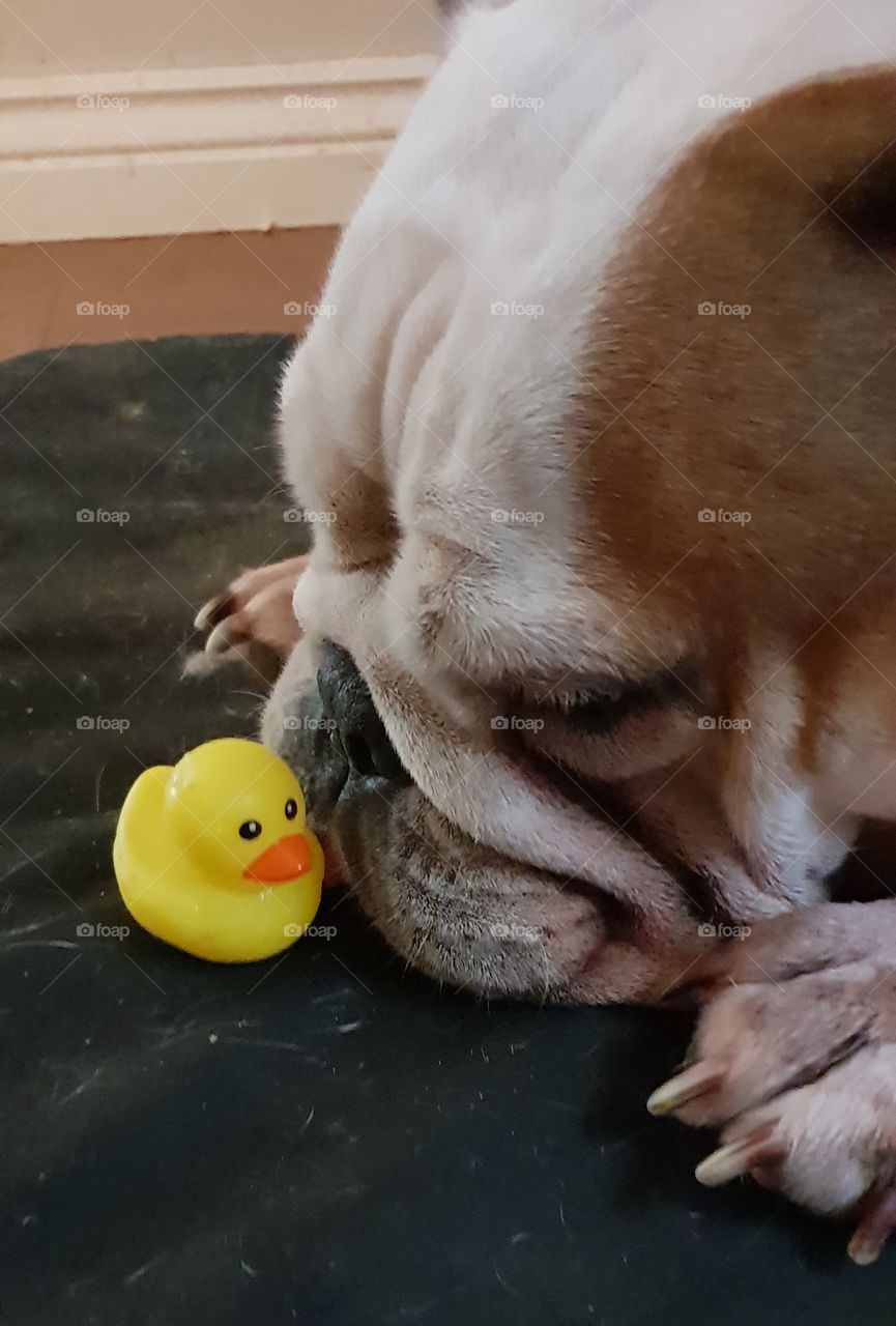 bulldog playing with rubber duck
