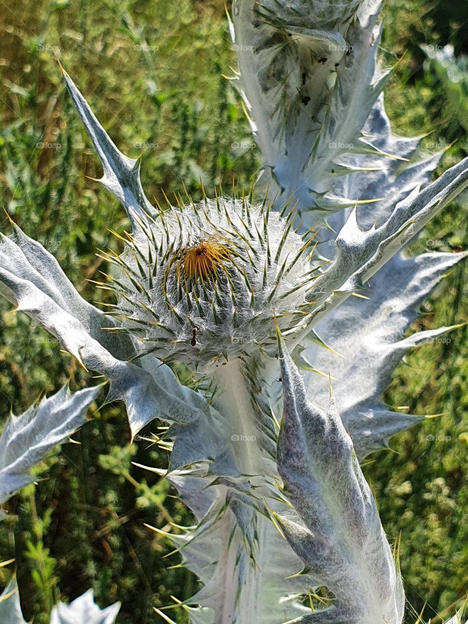 Silberdistel, Distel,