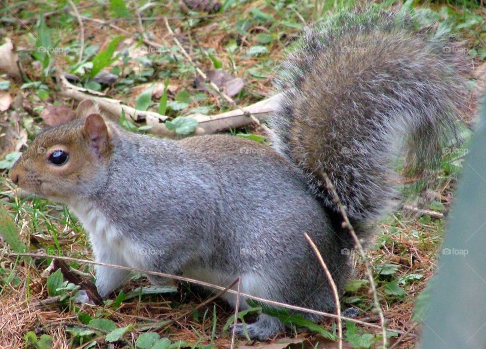 Foraging squirrel 