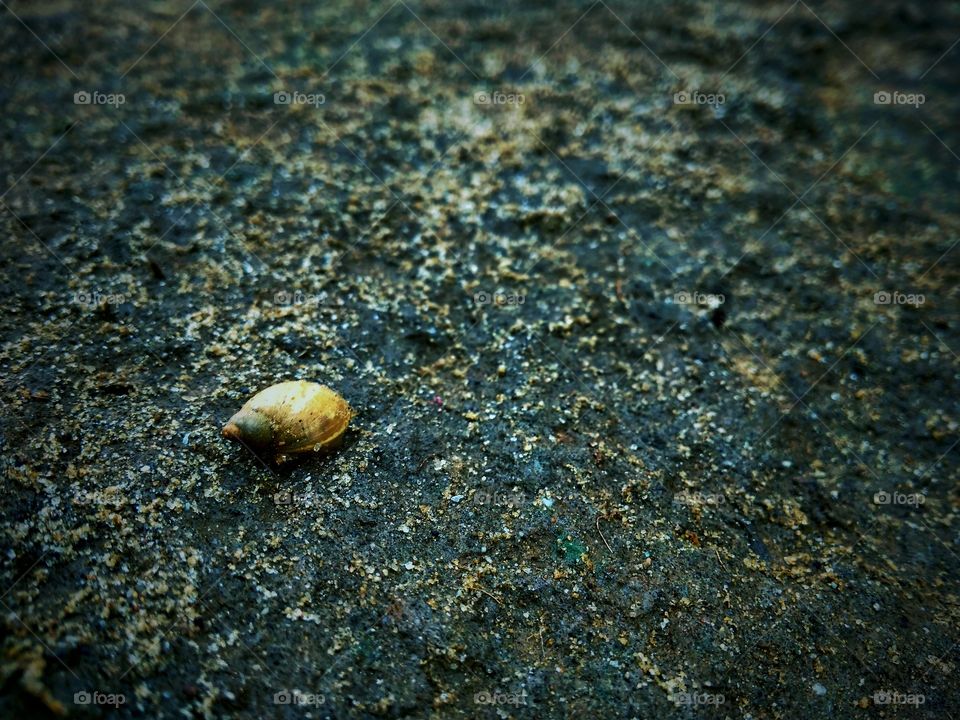 Snail