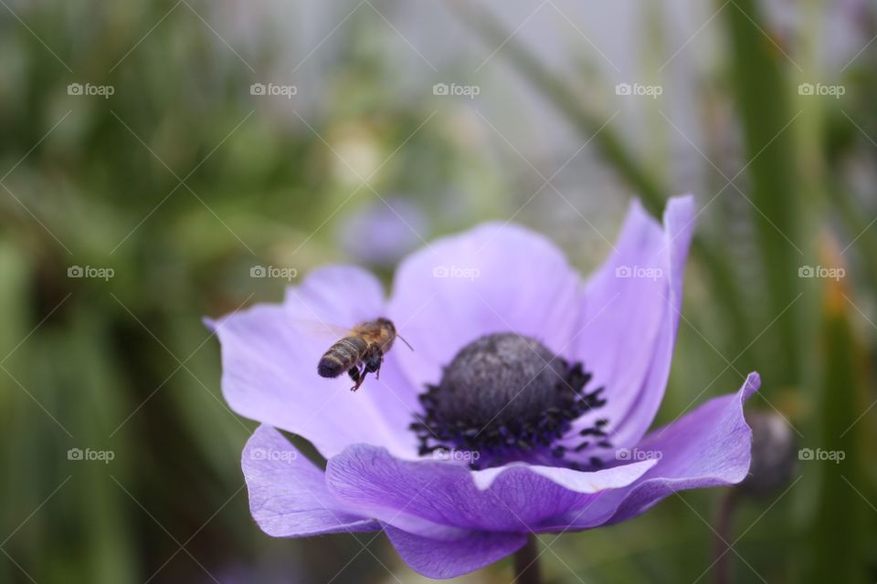 Bee hovering next to purple poppy