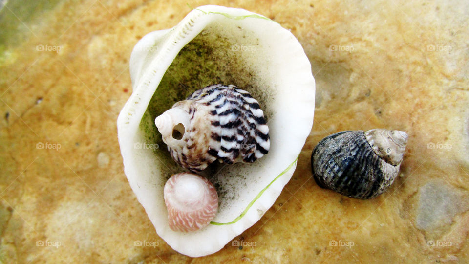 Seashell close up