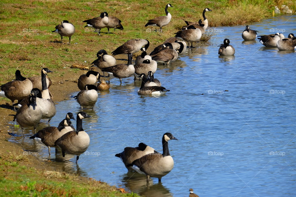 Lovely birds at a local pond