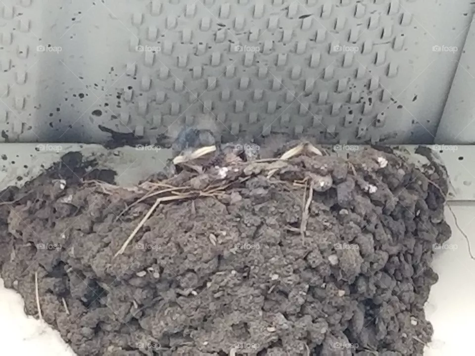 barn babies