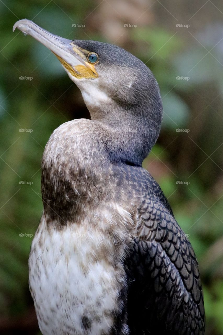 Cormorant 