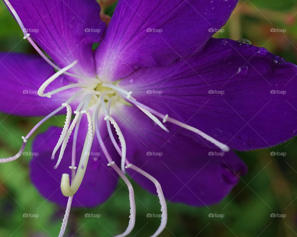 Purple Tibouchina stamen closeup