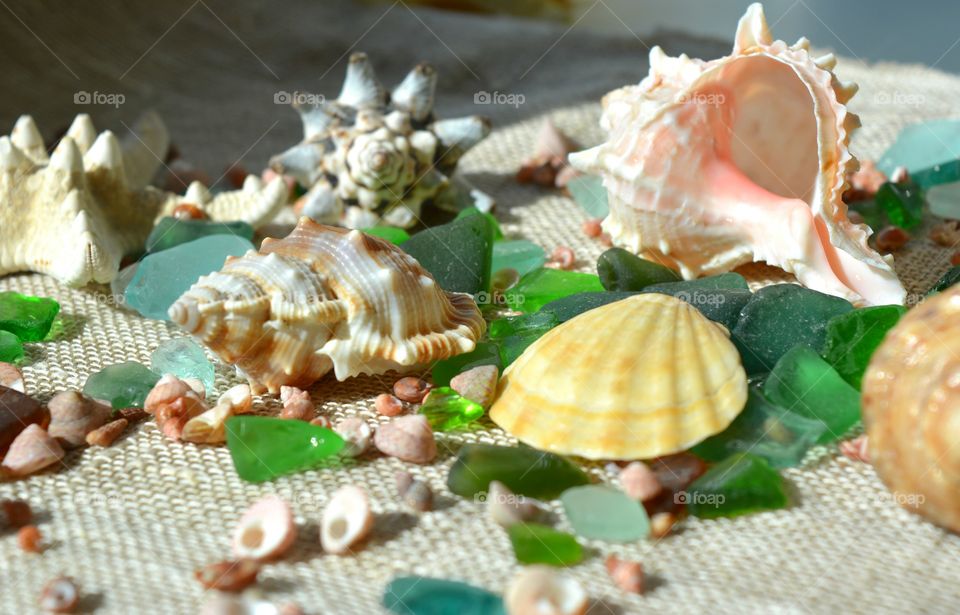 Variety of seashells