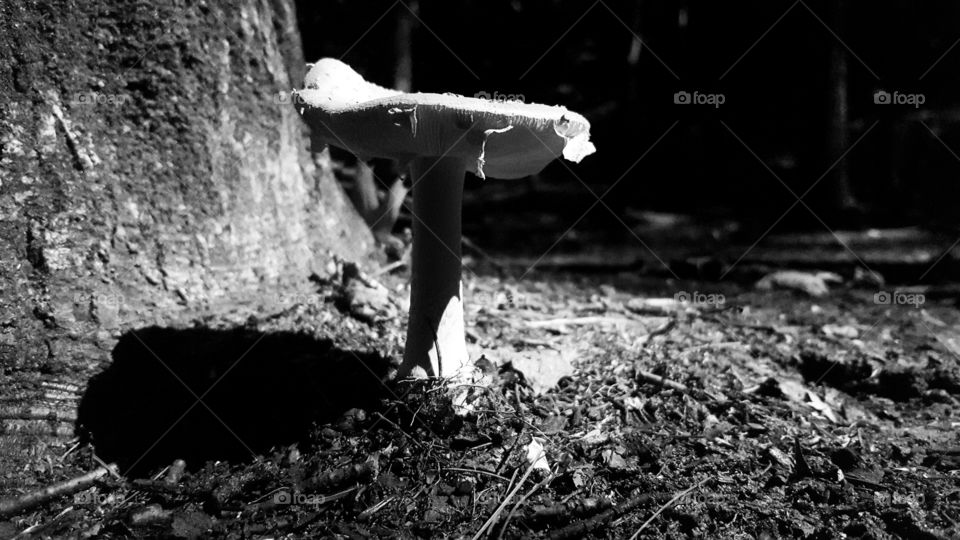 fungi