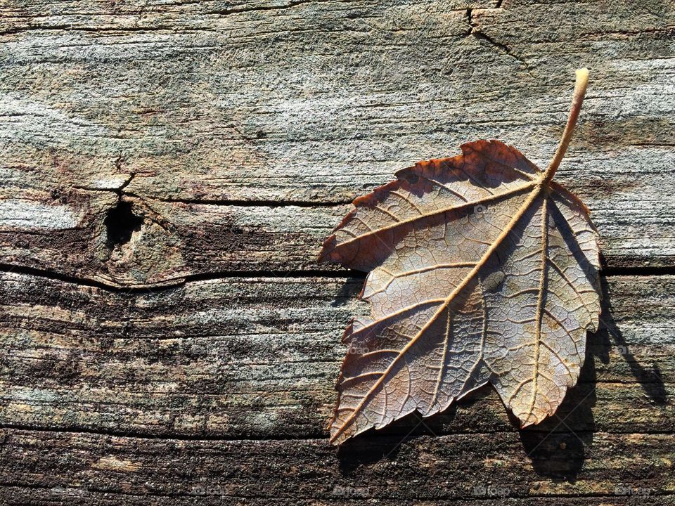 Maple leaf and wood grain, Mandeville, La