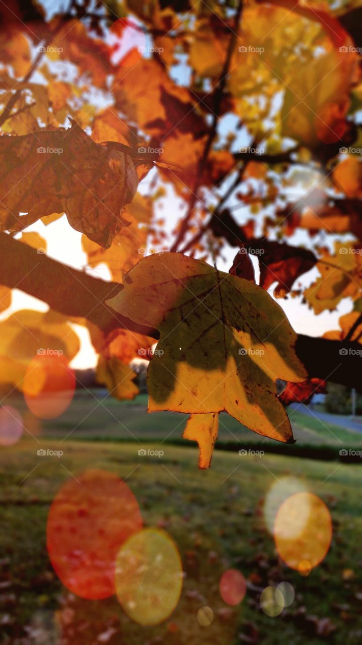 Fall, Leaf, No Person, Maple, Tree