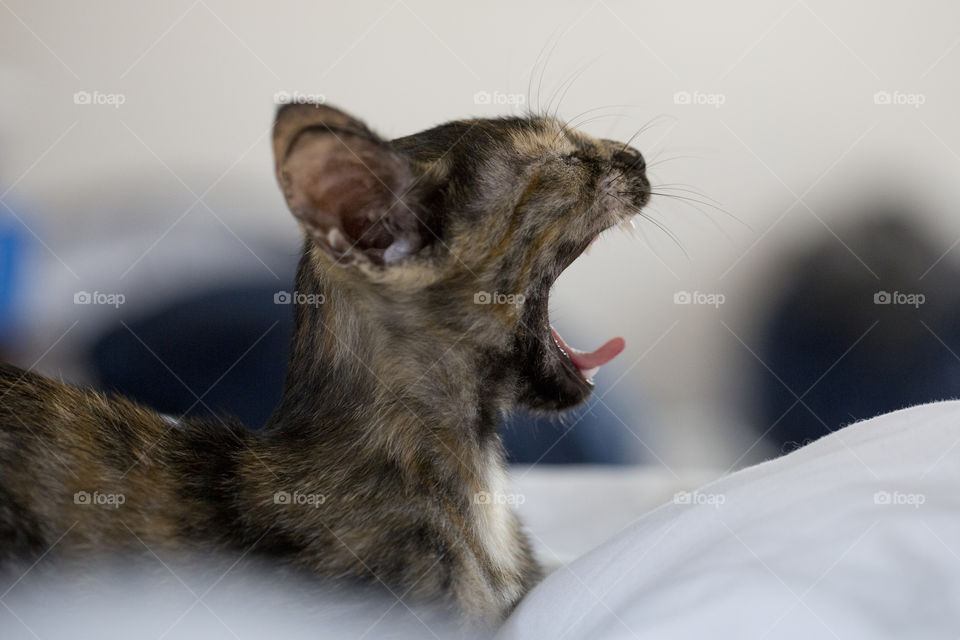 Balinese cat yawning