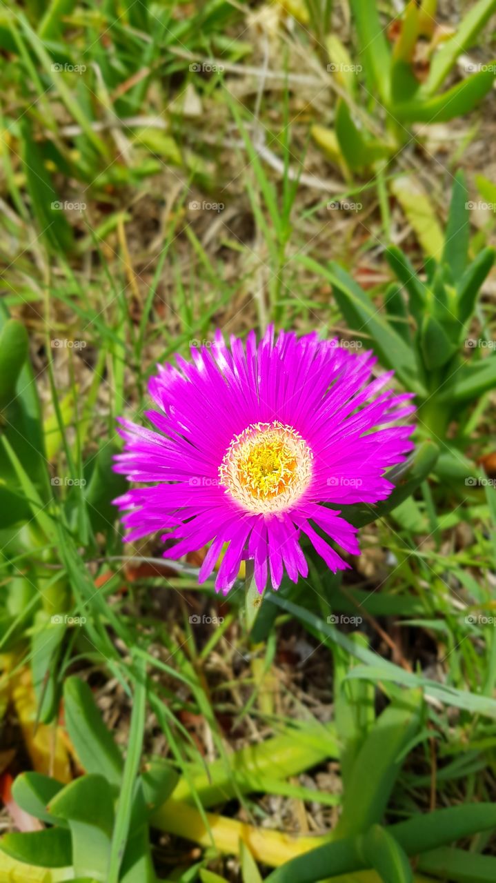 Spring in the sand dunes