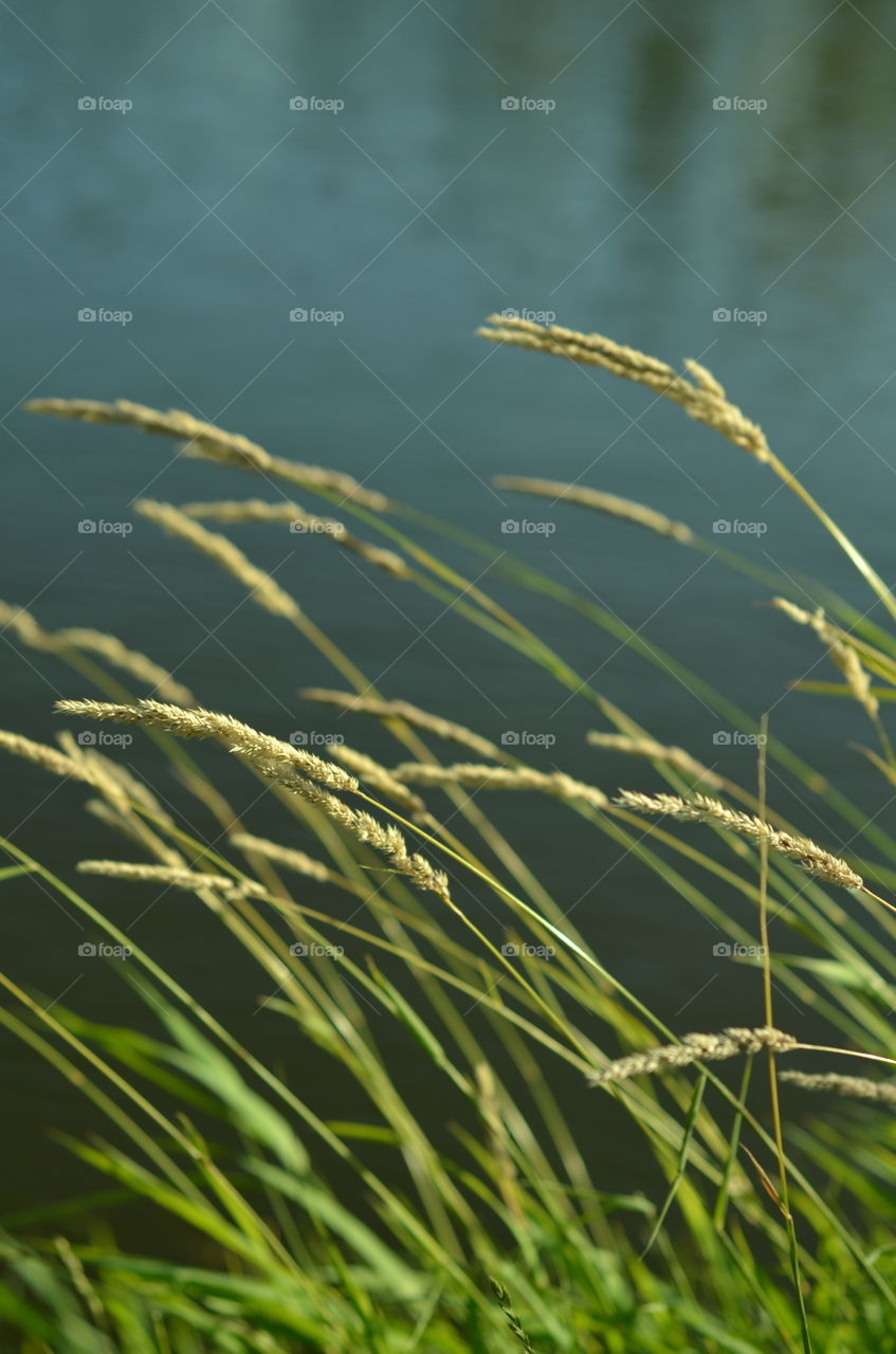 The grass