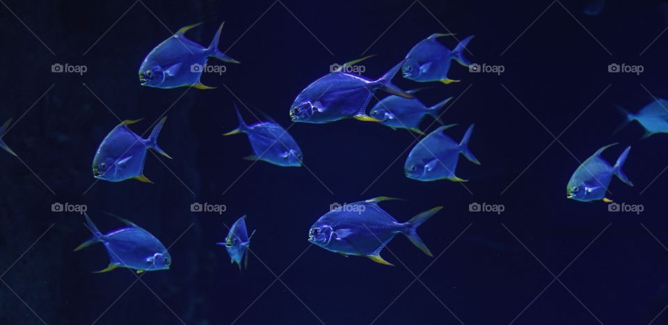 Blue fishes