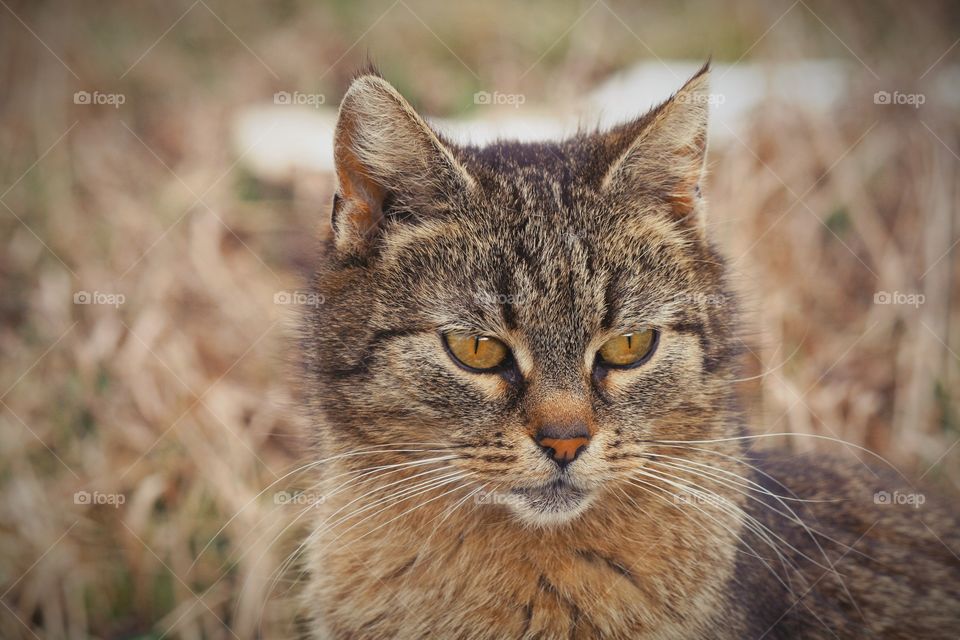 He's just a stray, but he looks like a wild animal. He truly has the eye of a tiger!