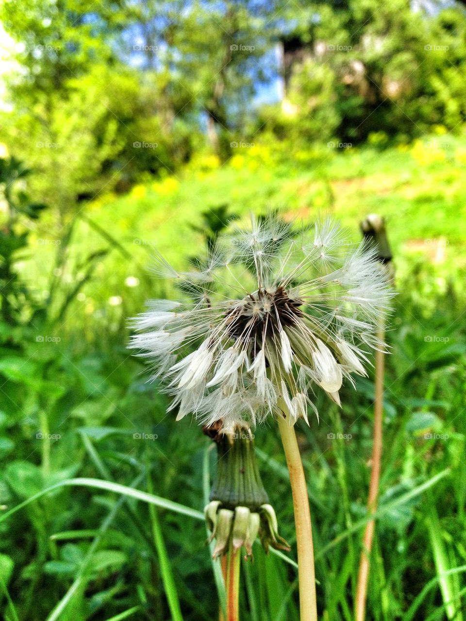 dandelion