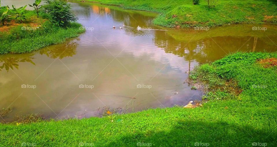 Pelican birds on the water