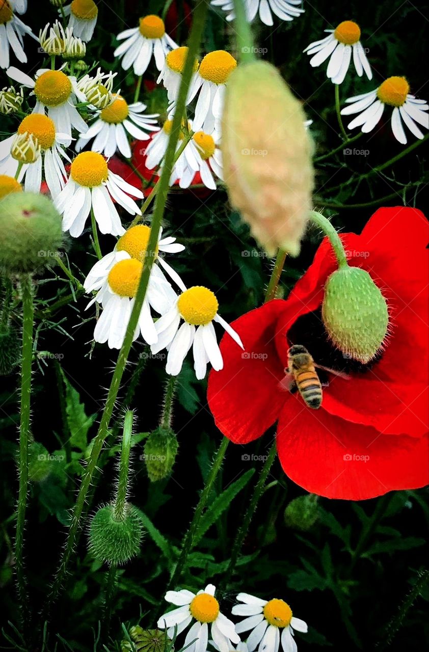 Plants.  Glade of white chamomiles and red poppies.  A bee is circling over a red poppies