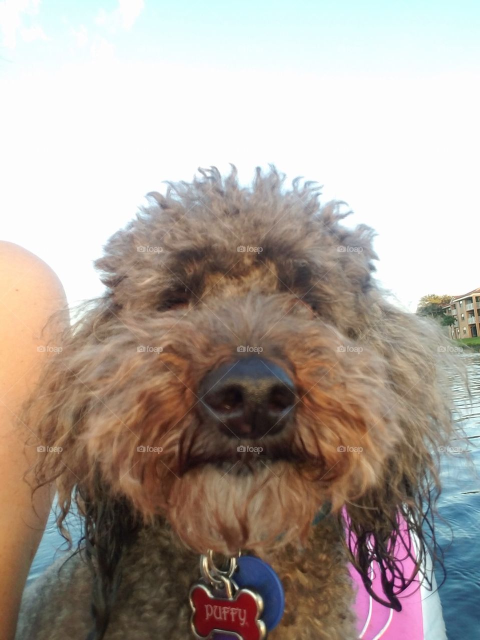 Puffy the Poodle Close-Up