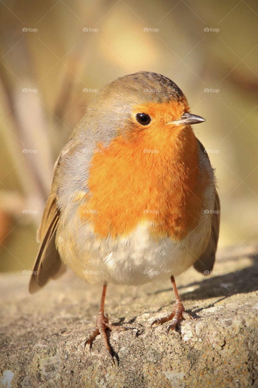Robin