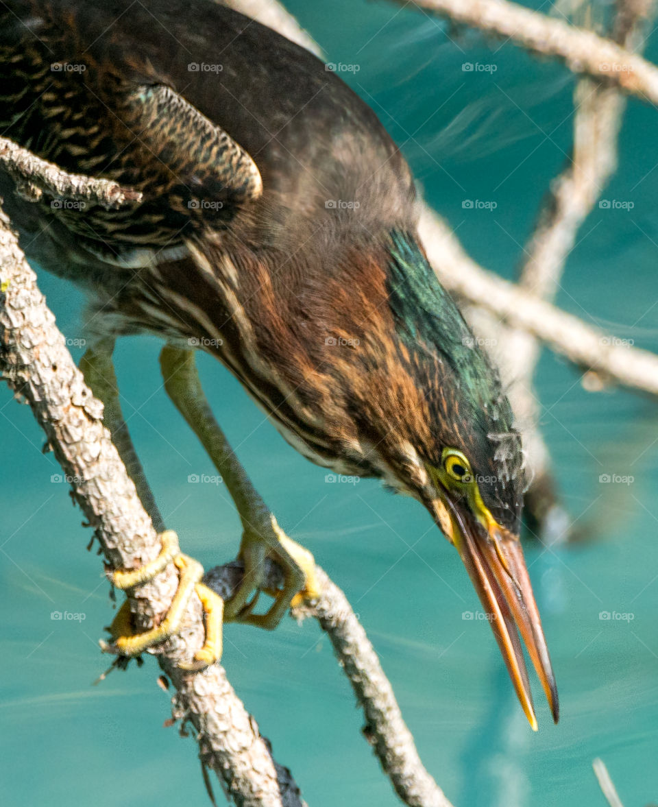 Green Heron