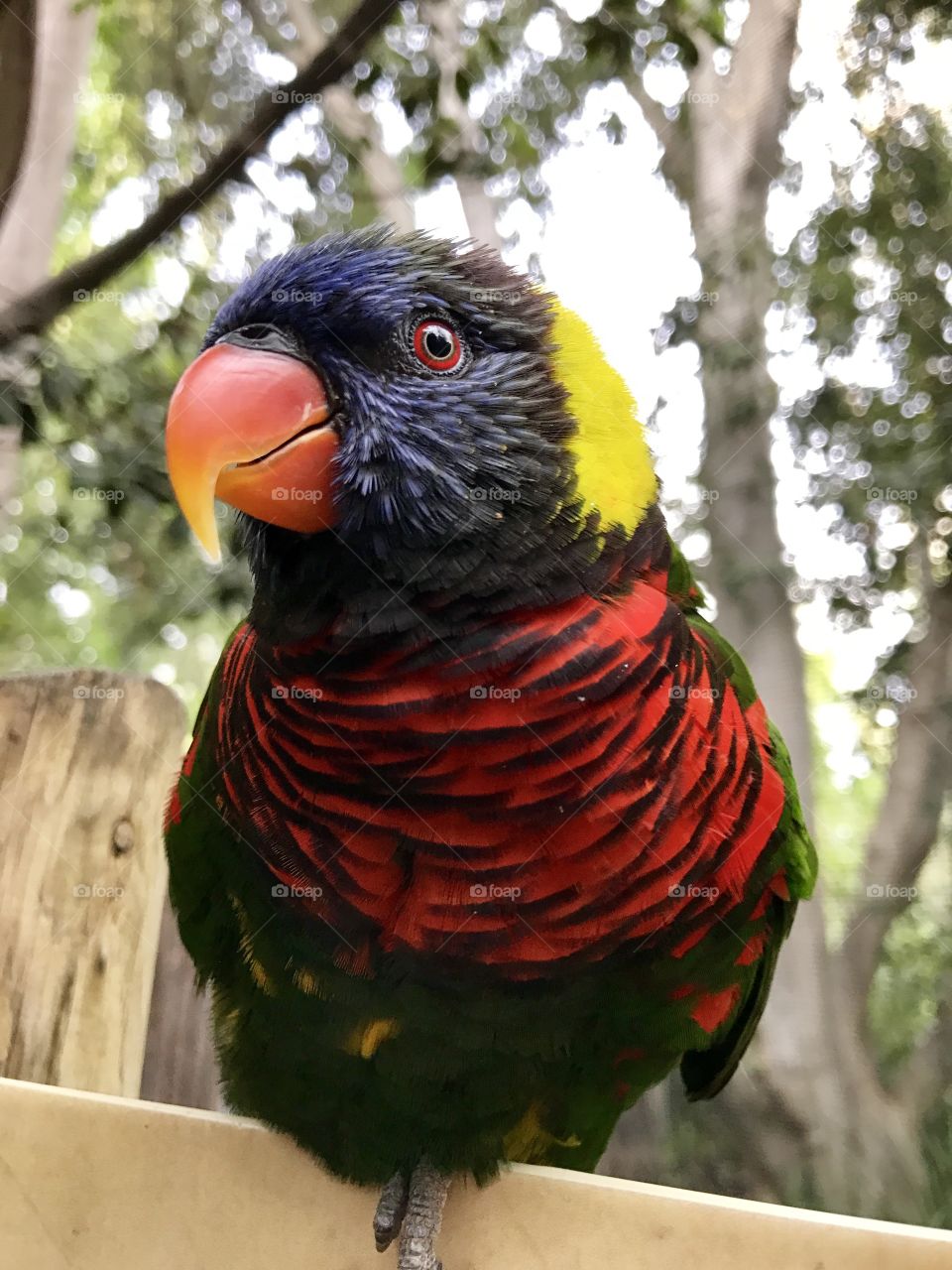 Rainbow lorikeet 