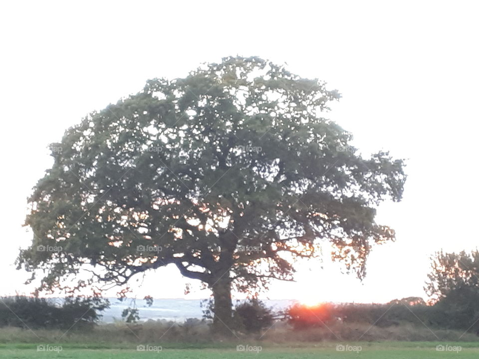 Tree, No Person, Landscape, Nature, Outdoors