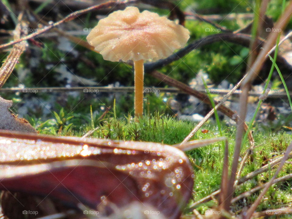 Nature, Fall, No Person, Food, Fungus