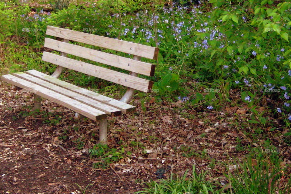 Bench, Garden, No Person, Wood, Leaf