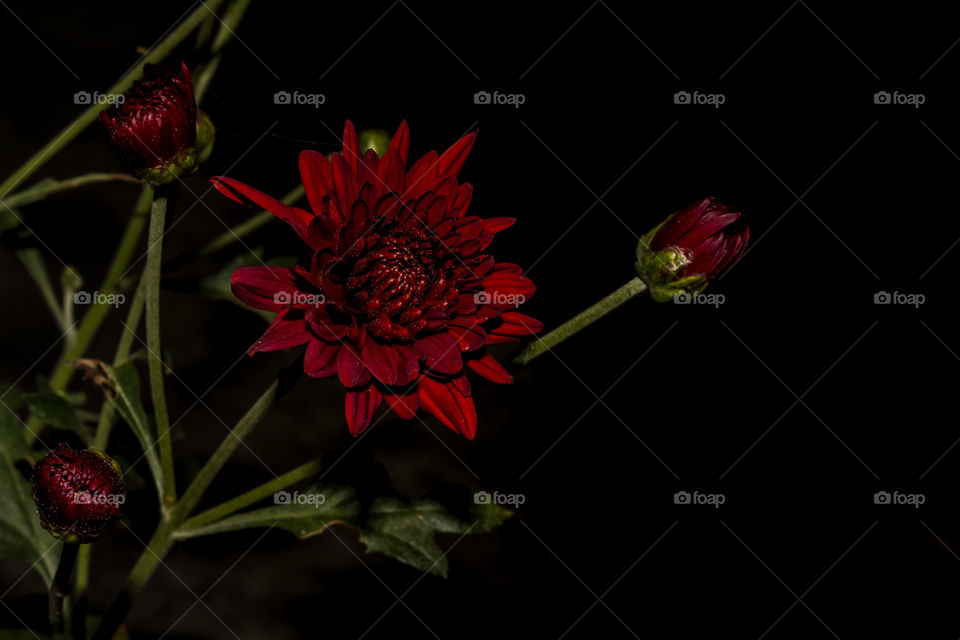 Red Chrysanthemum