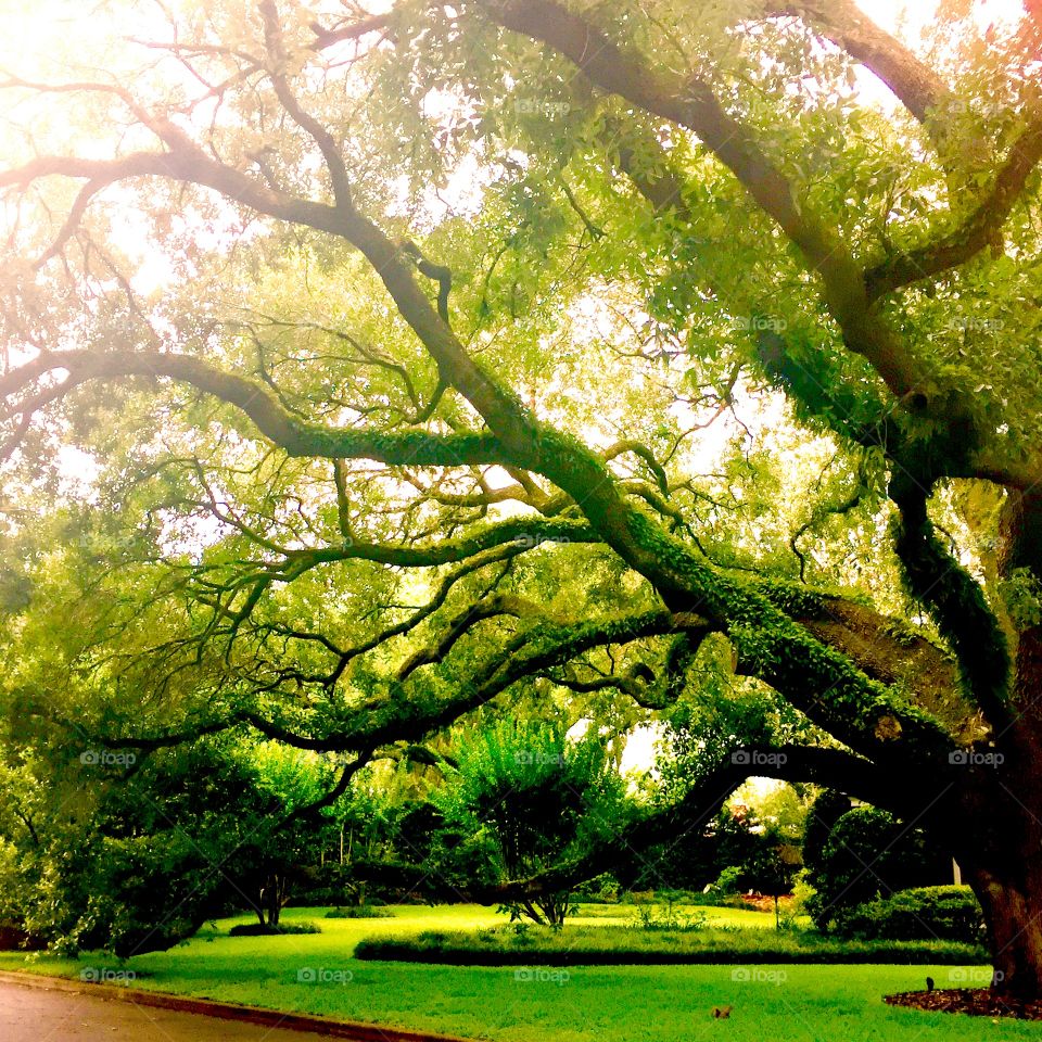 Tree . Beautiful tree 