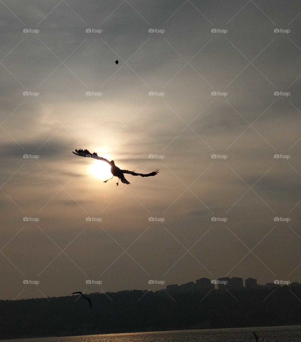 Before taking a ship at harbour that day morning, many seagulls were flying in the sky, the sunrise and a seagull were very clearly in the photo. that 
looked so elegantly and the beauty of freedom. I was excited.
